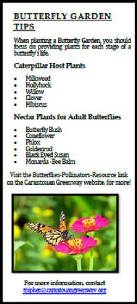 Butterfly Tips