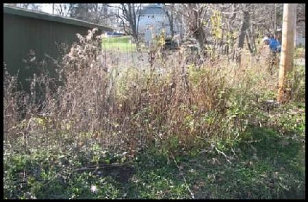 Garden Plot Day 1: Weeds